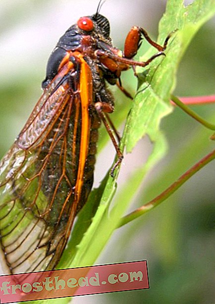 Cicadas on tulemas, ja ka hirmutavad eosed, mis neid elavad