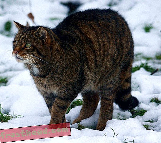 Škotske divje mačke se med seboj križajo v izumrtje-pametne novice, pametne novice