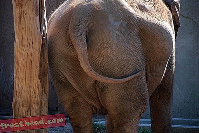 Um die Fettleibigkeit von Elefanten zu messen, bewertet ein Forscher Dickdarmstummel