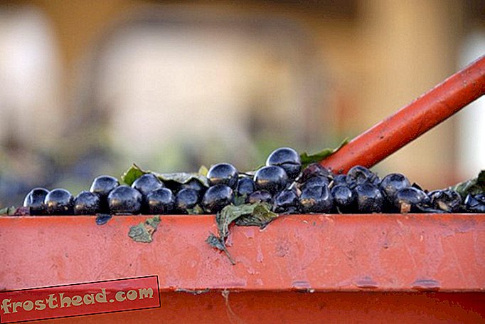 Les premiers viticulteurs français ont appris tout ce qu'ils savaient des étrusques