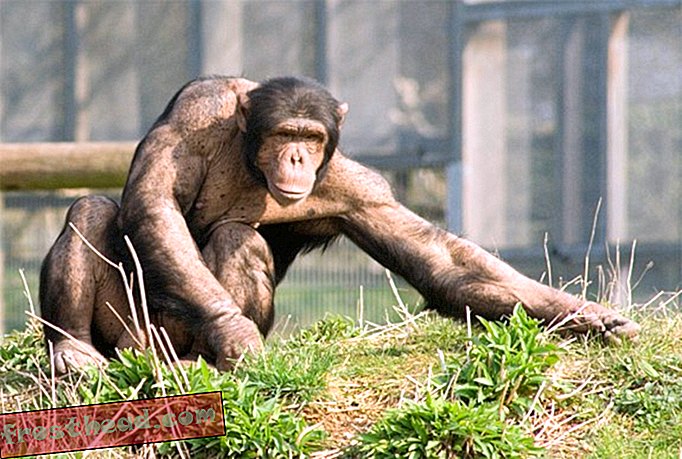 Den russiske regering finansierede engang en videnskabsspørgsmål for at gøre en ape-human hybrid