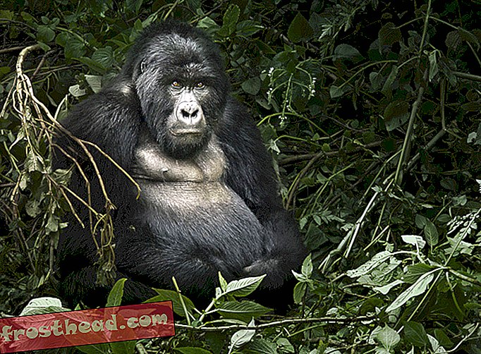 Beskyttede fjell Gorilla befolkning stiger med ti prosent på to år