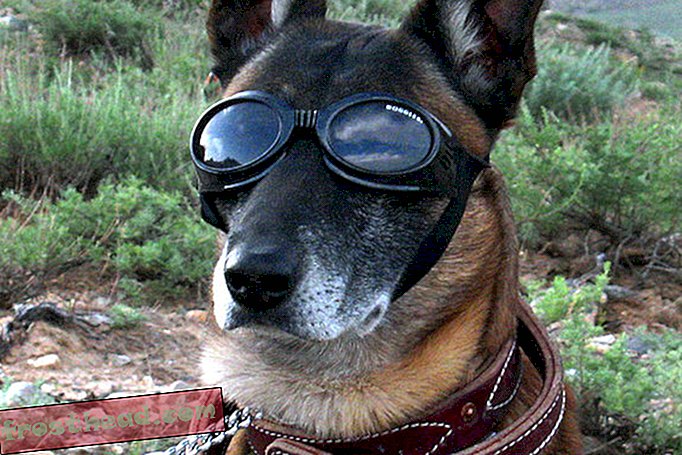 smarte nyheter, smarte nyheter - Amerikanske militære ønsker å rekruttere de smarteste hundene ved å skanne hjernen