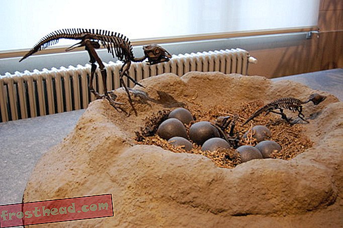 älykkäät uutiset, älykkäät uutiset - Tutkijat löysivät juuri kivettyneiden, alkion dinosaurusten pikkuiset luut