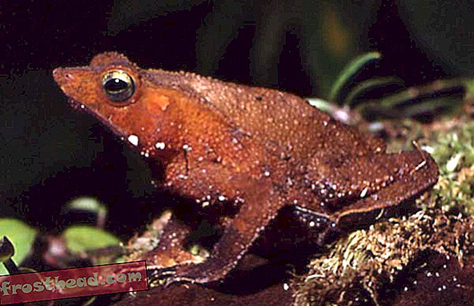 умные новости, умные новости - Чрезмерно усердные самцы лягушки практикуют некрофилию