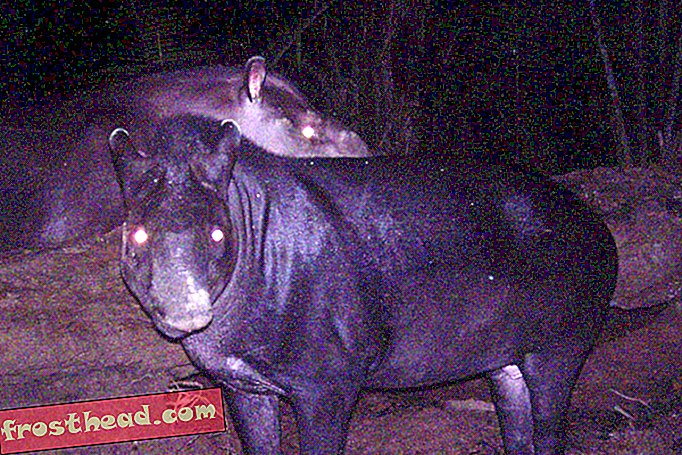 nouvelles intelligentes, nouvelles intelligentes - Tapirs, le plus gros et le plus étrange des mammifères d'Amérique du Sud, prospère dans les couloirs secrets de la jungle