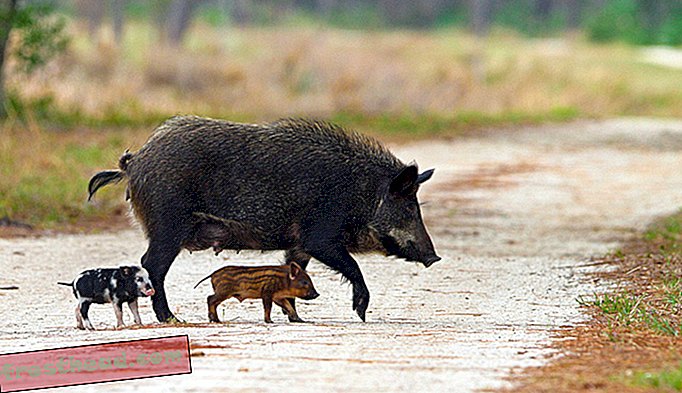 noticias inteligentes, noticias inteligentes - Los conductores siguen chocando contra cerdos salvajes en la carretera más rápida del país