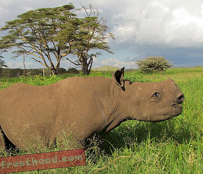 Managerii de animale sălbatice sunt înrăutăți de coarne de rinocer pentru a-i opri pe oameni să nu le mănânce