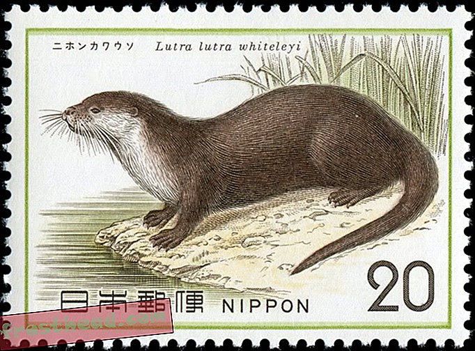 pametne novice, pametne novice - Tri desetletja po zadnjem razgledu je japonska rečna vidra razglašena za izumrlo