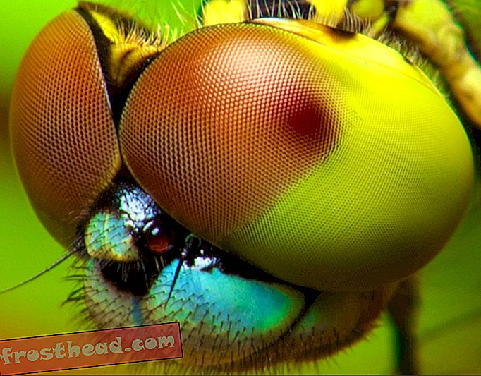 Deze camera kijkt naar de wereld door de ogen van een insect