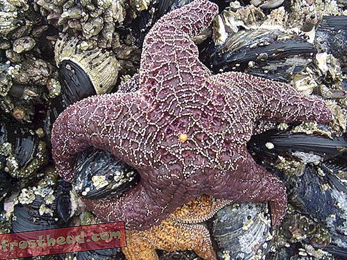 pametne vijesti, pametne vijesti - Gledajte iznutra dagnje kako ih jede isušeni želudac morske zvijezde