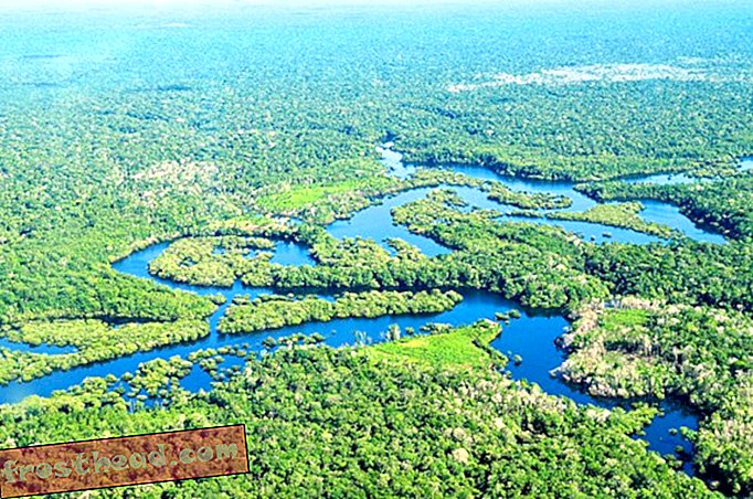 nouvelles intelligentes, nouvelles intelligentes - La forêt amazonienne doit faire face au changement climatique mieux que prévu