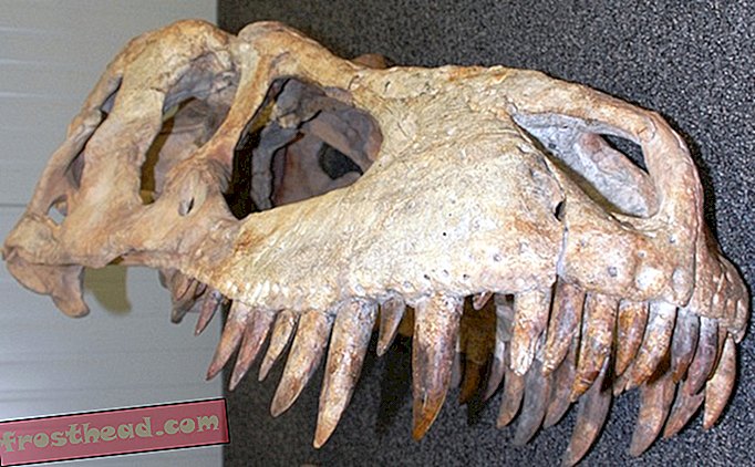 SAD vraćaju Mongoliji svoj tirannosauras skelet