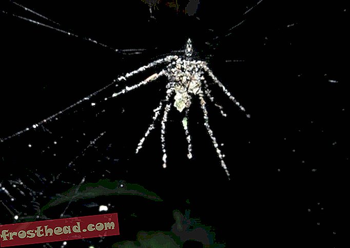 Spider χτίζει Fake Spider Decoy