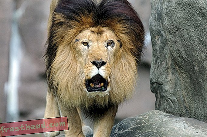 Les zoos jouent des rugissements de lion en conserve pour placer des visiteurs humains