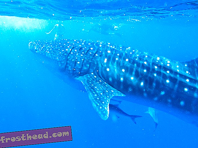 स्मार्ट समाचार, स्मार्ट समाचार - पर्यटकों की तस्वीरें वैज्ञानिकों को व्हेल शार्क को समझने में मदद कर सकती हैं