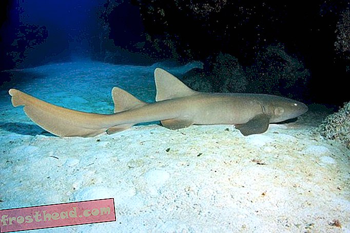 ऑक्सफोर्ड प्रिंसिपल निक्स स्टूडेंट ने बॉल पर लाइव शार्क मारने की योजना बनाई