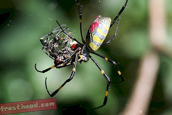 έξυπνες ειδήσεις, έξυπνες ειδήσεις - Μερικές φορές οι αρσενικές αράχνες τρώνε τους συντρόφους τους πάρα πολύ