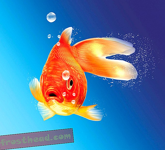 έξυπνες ειδήσεις - Η λίμνη του Κολοράντο έτρεχε με Feral Goldfish