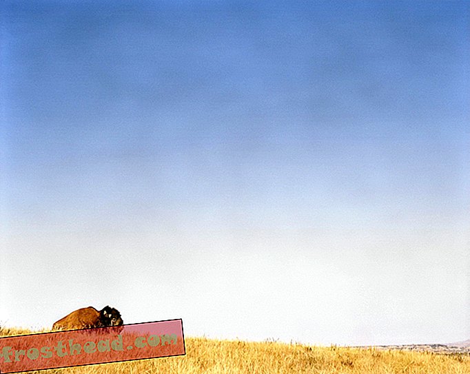 smarte nyheter - Park Service ønsker å utslette 900 av Yellowstones 4.900 buffalo