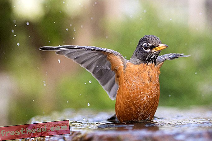 berita pintar - DDT Masih Membunuh Burung di Michigan