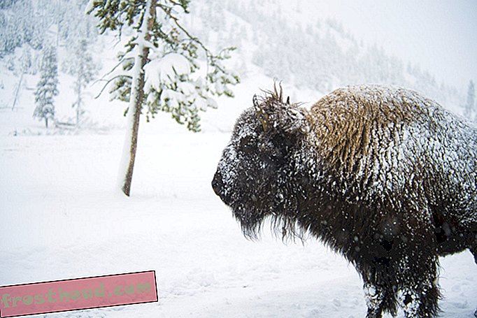 Pourquoi s'oppose-t-on à réintroduire le bison d'Amérique dans la nature?