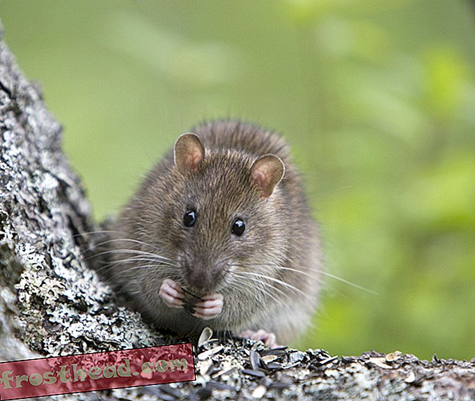 chytré zprávy - Zmrazující zima přinutila New Yorkovy krysy k nové potravě Zdroj: Stromy