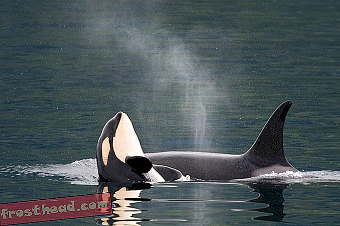 Rühm ohustatud Orcas on hakanud hõivatud imikute tegemisega