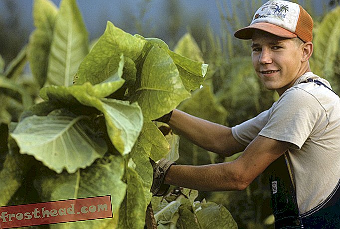 Het kinderarbeidprobleem van de Amerikaanse tabaksindustrie-slim nieuws
