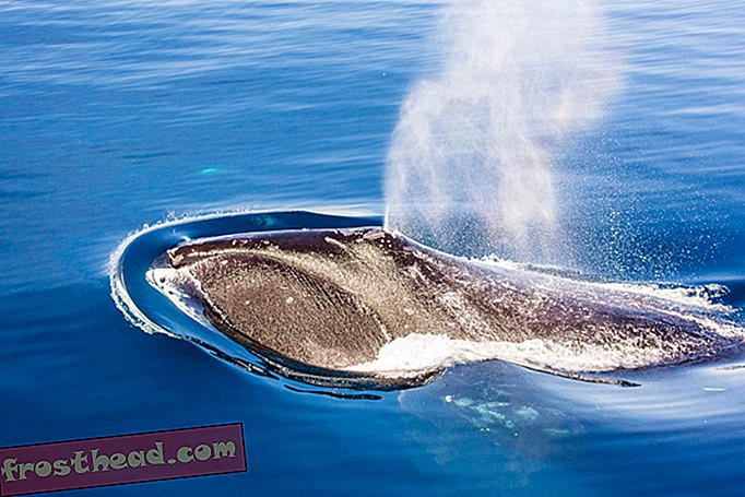 noticias inteligentes - Whaler hace historia como la primera mujer en su comunidad que arpone una ballena