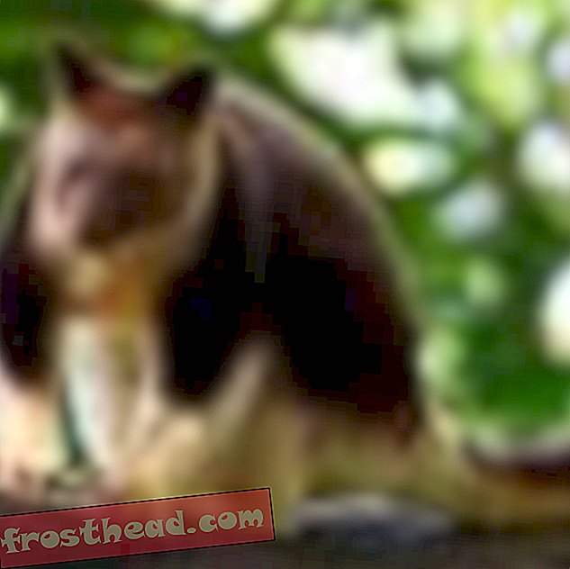 Austraalias tapavad Curiosity® tõesti metssiga kassid-nutikad uudised