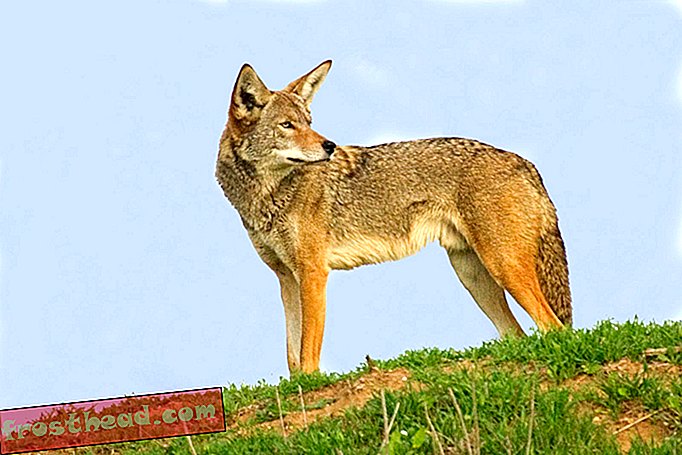 smarte nyheder - NYC har så mange coyoter der bor, de er begyndt at gå til barer