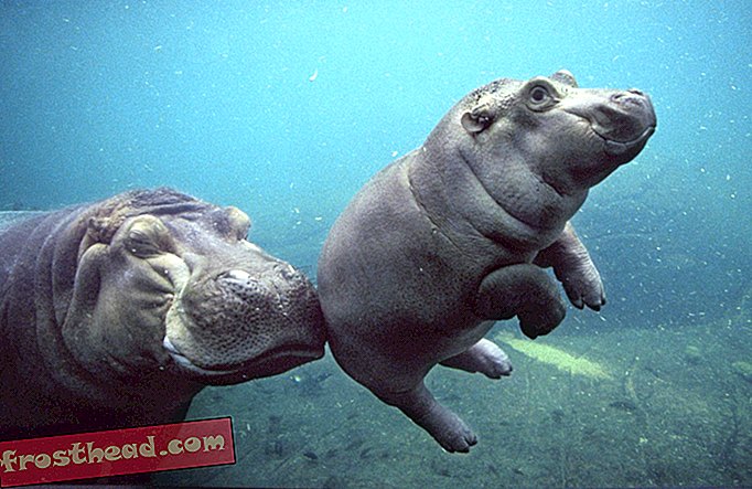 Un hippopotame nouveau-né parfaitement grassouillet arrive au zoo de San Diego