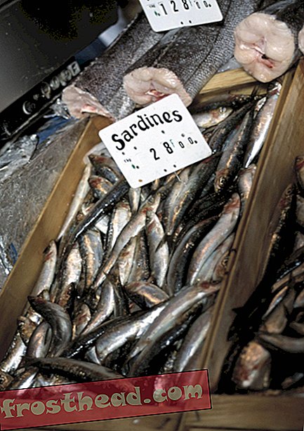 chytré zprávy - Sardinky zabírají 400krát méně paliva než krevety