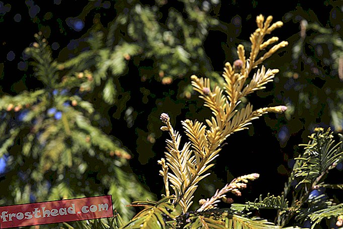Harvinainen puolialbino-punapuupuu on nyt turvallinen