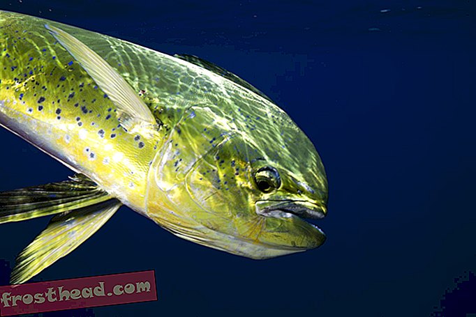 Ikan Terkena Minyak Dari BP Gulf Tumpahan Berenang Setengah Cepat