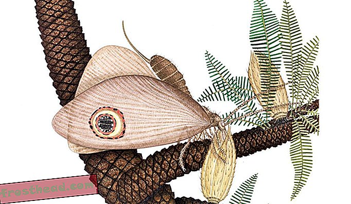 Jurass-Era Insect ser ut som en moderne sommerfugl