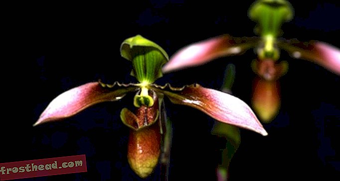FOTOS: Orquídeas de América Latina