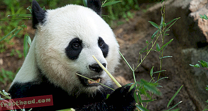 в smithsonian, в smithsonian, блогове, около мола - Резултати: Бебе панда умира от увреждане на белите дробове и черния дроб