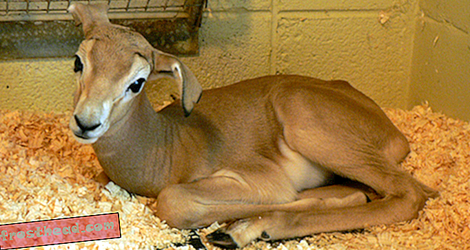 FOTOS: Baby Dama Gazelle se une a la familia del zoológico