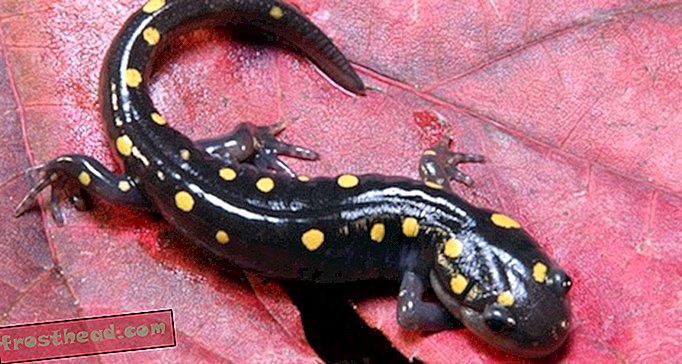 De overraskende farverige Salamandere fra Appalachia