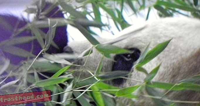 smithsonian, smithsonian blogeissa, ostoskeskuksen ympärillä - Pandat ja muut eläimet chill-axing eläintarhassa.  Museot ja eläintarha avataan huomenna