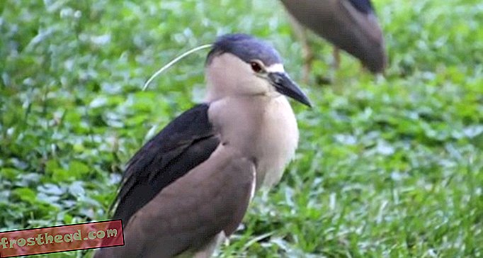 VIDEO: Herons Crash the Zoo