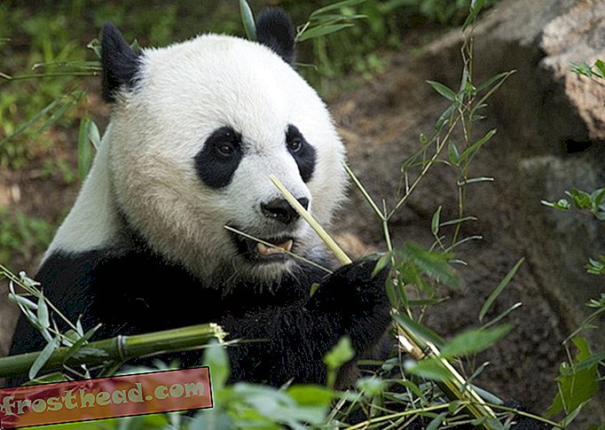 VIDEO: Panda-päivitys, vauva silti söpö