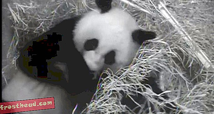 ВИДЕО: Най-добрият изглед още от бебешката панда