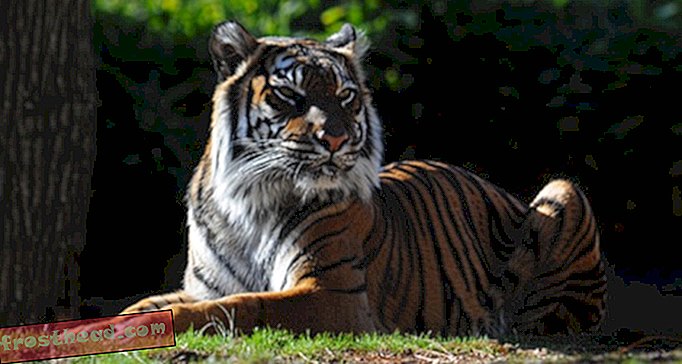 au smithsonian, au smithsonian, blogs, autour du centre commercial - Sad News: Soyono le tigre meurt au zoo