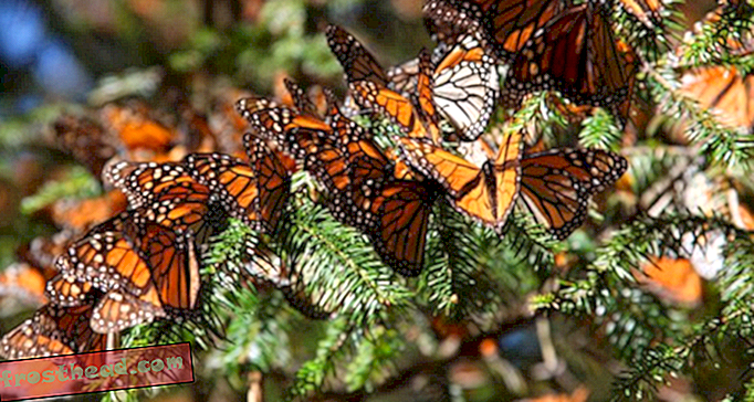 VIDÉOS: Les papillons prennent leur envol dans le nouveau film IMAX 3D