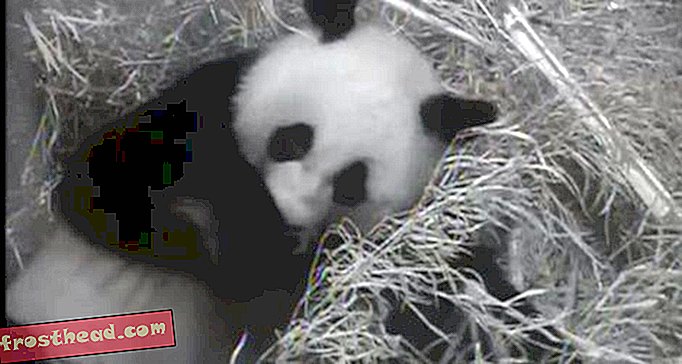 ΦΩΤΟ και ΒΙΝΤΕΟ: Πρώτη ματιά στο Panda Baby της Εθνικής Ζωής