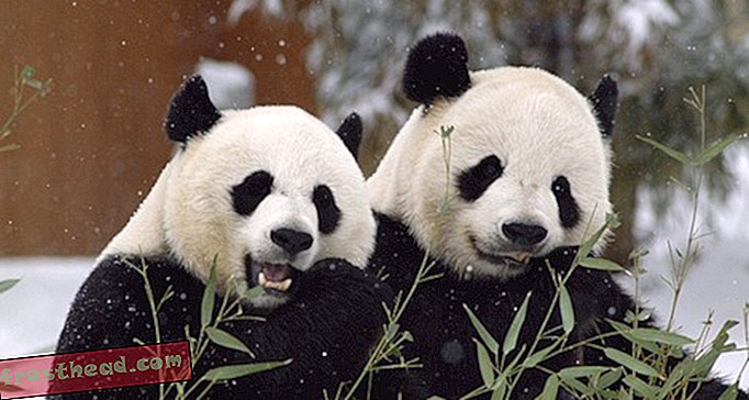 Видео: Panda получава Randy, Keeper Reports on the Panda-monium