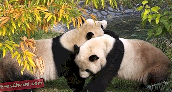 Зоопарк Панда может быть Preggers